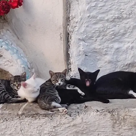 Casa Colonica بولّيكا